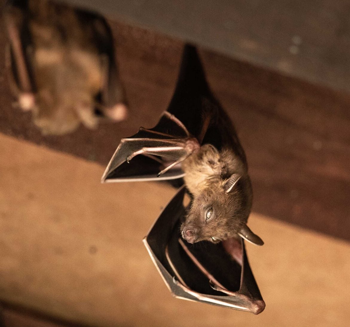 Wildlife-Bats in Warner Robins